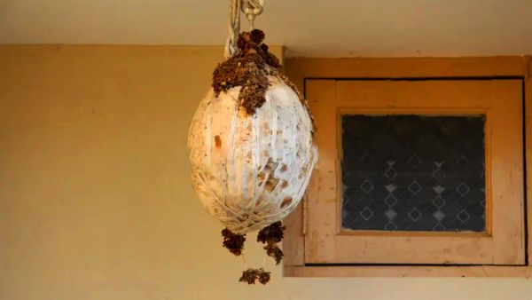 ఇంటి గుమ్మం ముందు గుమ్మడికాయ ఎందుకు కడతారో తెలుసా?