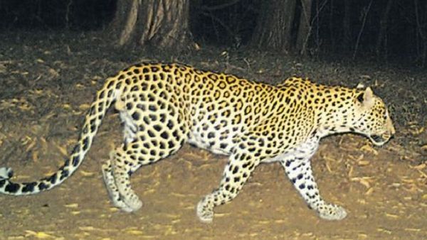 Bellampally: బెల్లంపల్లి మండలంలో చిరుత సంచారం..