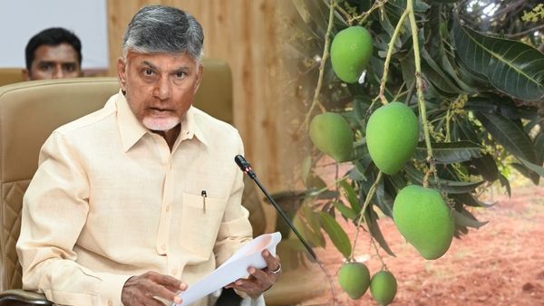 నూజివీడు మామిడి ఇమేజ్ పెంచేలా.. చంద్రబాబు సర్కార్ సంచలన నిర్ణయం!