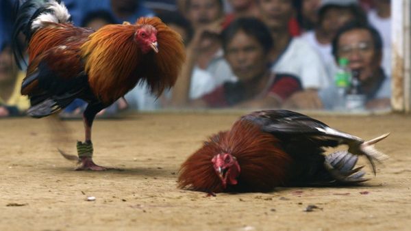 సంక్రాంతికి ఏపీలో ఎన్ని వేల కోట్ల పందాలు జరుగుతున్నాయో తెలిస్తే..!