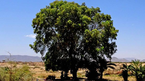 నీడనిస్తుందని ఈ చెట్లు పెంచుతున్నారా.. మీ జీవితాన్నే హరిస్తాయి.. జాగ్రత్త!