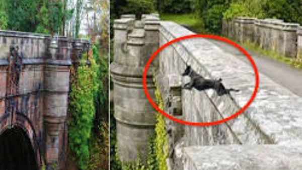 జంతువులు ఆత్మహత్య చేసుకుంటాయని మీకు తెలుసా...?