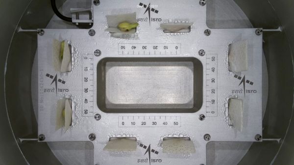 అంతరిక్షంలో మొలకెత్తిన విత్తనాలు- ఇక విప్లవాత్మక మార్పులు