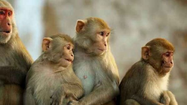 స్టూడెంట్ ప్రాణం తీసిన కోతులు.. బిల్డింగ్ మీద నుంచి నెట్టేసి..