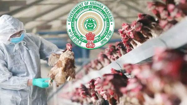  చికెన్ ప్రియులకు ఏపీ సర్కార్ మరో గుడ్ న్యూస్-కీలక ప్రకటన..!