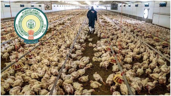 చికెన్ ప్రియులకు ఏపీ సర్కార్ గుడ్ న్యూస్-బర్డ్ ఫ్లూ భయాల వేళ..!