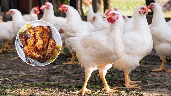 Chicken Price: భారీగా తగ్గిన చిక్కెన్ ధరలు.. కానీ తినాలంటే వణికిపోతున్న ప్రజలు.. ఎందుకంటే?