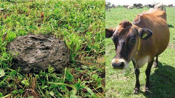 ఆవు పేడను క్యూ కట్టి కొంటున్న విదేశాలు.. ఏ కంట్రీ ఎక్కువగా దిగుమతి చేసుకుంటుందంటే?