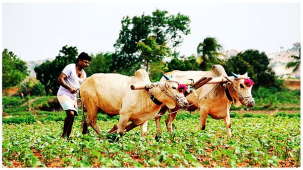 లక్షల మంది రైతులకు గుడ్‌న్యూస్: రైతు భరోసా నిధులు జమ
