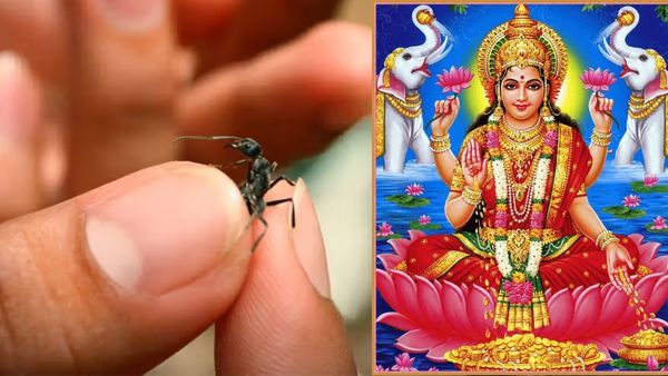 లక్ష్మీ దేవి కటాక్షం కావాలంటే చీమలకు ఆ ఆహారం పెట్టక తప్పదా..?