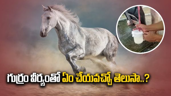 గుర్రపు వీర్యం ధర ఎంతో తెలుసా..?