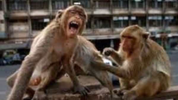 ఆ ఊరికి సర్పంచ్ కావాలంటే.. కోతుల్ని పట్టాల్సిందేనా ?