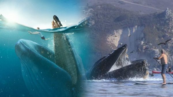 తిమింగలాలు మనిషిని ఎందుకు తినలేవో తెలుసా..?