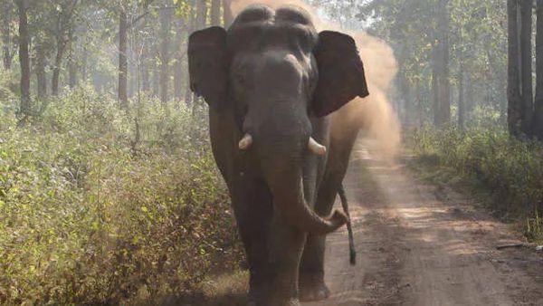 ఏపీలో భక్తులపై ఏనుగుల పంజా-ముగ్గురి మృతి, మరో ఇద్దరు-10 లక్షల ఎక్స్ గ్రేషియా.!