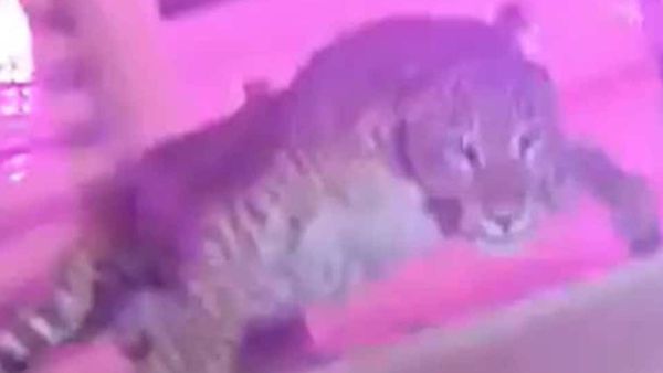 వామ్మో.. పెళ్లిలో ప్రత్యక్షమైన చిరుత పులి.. వధూవరులు కారులో లాక్..