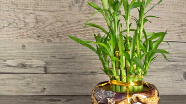 ఈ మొక్క ఇంట్లో ఉంటే కోట్లు వచ్చిపడతాయి.. పట్టిందల్లా బంగారమే!