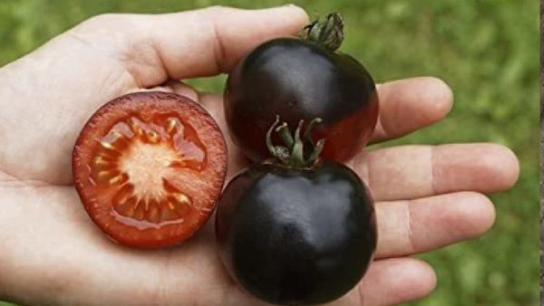 నల్ల రంగు టమోటా తింటున్నారా..? అయితే జరిగేది ఇదే..!