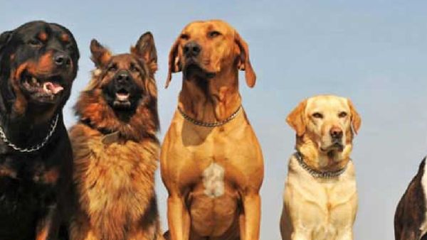 తెలంగాణలో ‘బ్రూసెల్లా ఇథిపికల్' వైరస్ కలకలం.. కుక్కలతో జాగ్రత్త