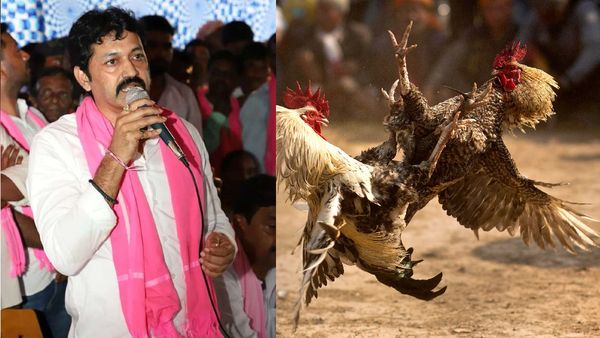 Cockfighting Racket: కోడి పందాల నిర్వహణ కేసు.. బీఆర్ఎస్ ఎమ్మెల్సీకి నోటీసులు 