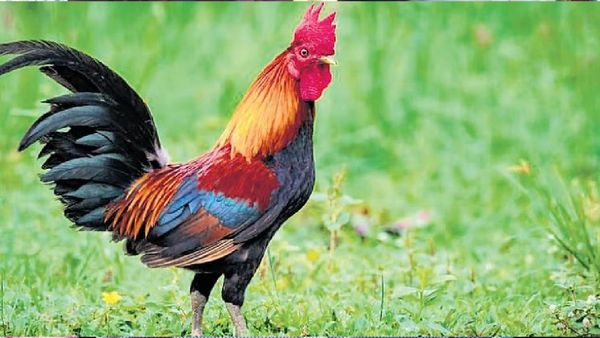 ప్రశాంతంగా ఉన్న గ్రామంలో చిచ్చు పెట్టిన `కోడిపుంజు`- కేసులు, కొట్లాటలు గట్రా..