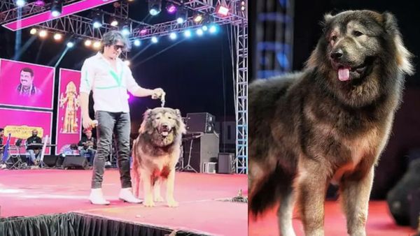 Expensive Dog: కుక్కకు ఇన్ని కోట్లా?.. రోల్స్ రాయిస్ కన్నా కాస్ట్లీ డాగ్!