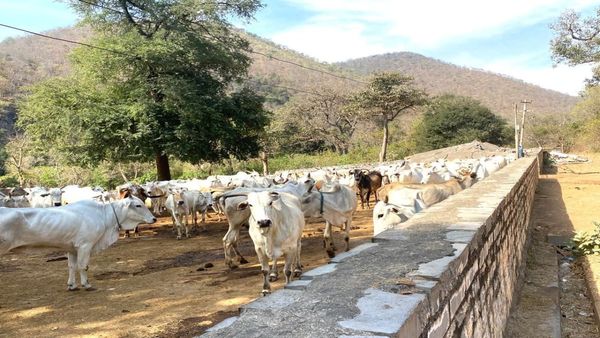 కాశినాయన ఆశ్రమంలో నిలువనీడ కోల్పోయిన గోవులు