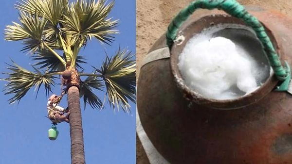 తాటికల్లు ఆరోగ్య అద్భుతాలు తక్కువేం కాదు.. కానీ ఇది గుర్తు పెట్టుకోండి!