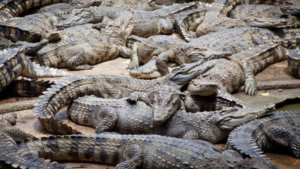 ఇదేమి వేలం బాబోయ్.. చైనాలో 100 టన్నుల మొసళ్ల విక్రయం!