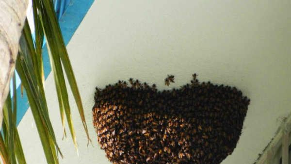 ఇంటి ఆవరణలో తేనెపట్టు.. ఏ దిశలో ఉంటే లక్ష్మి!