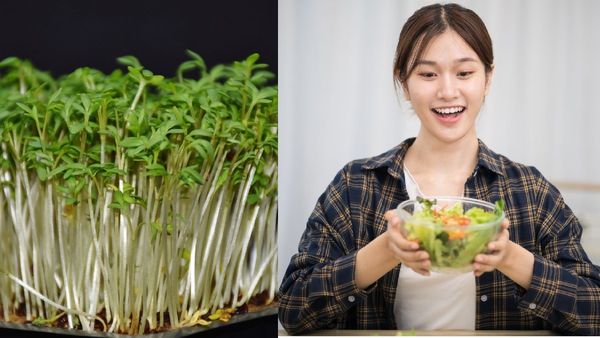 రక్తపోటు, గుండె జబ్బులను తగ్గిండమే కాదు.. కొలెస్ట్రాల్‌ను కరిగించే బేబీ గ్రీన్స్ ! ఇలా ట్రై చేయండి!!