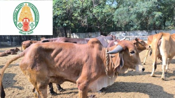 టీటీడీ గోశాల ఘటనపై ఆరా తీసిన `అసలు` నేత