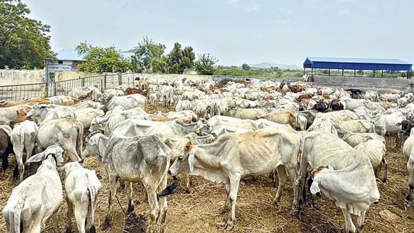 వేములవాడ రాజన్న కోడెల మరణమృదంగం.. అసలు కారణం చెప్పిన కలెక్టర్!