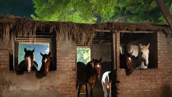 హైదరాబాద్ రేసుగుర్రాల విషాదంతం: అంతుచిక్క.ని పరిస్థితుల్లో..