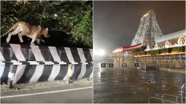 తిరుమల మెట్ల మార్గంలో చిరుతల కట్టడికి టీటీడీ నిర్ణయాలు- భక్తుల చేతికి..!!