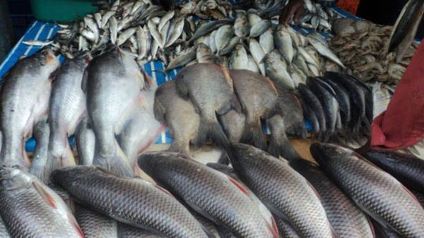 కొందరికి చేపలు తినటం ఆరోగ్యం కాదు.. జాగ్రత్త!