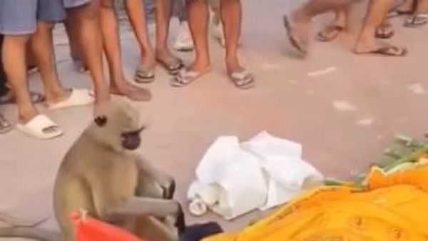 ఆకలి తీర్చాడని చనిపోయాక మృతదేహానికి ముద్దుపెట్టి అంత్యక్రియలకు వెళ్లిన వానరం.. వైరల్ వీడియో ఇదిగో!