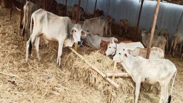 వేములవాడలో ఆగని కోడెల మృత్యుఘోష..