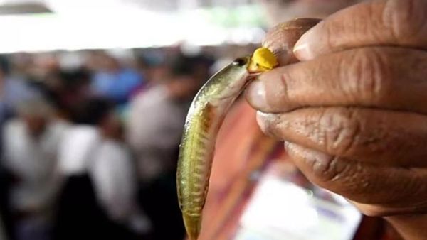 హైదరాబాద్‌లో చేప ప్రసాదం పంపిణీ షురూ..