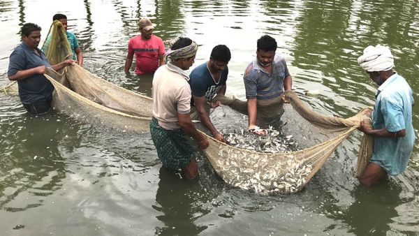 ఏపీలో ఆక్వా రైతులకు కూటమి సర్కారు తీపి కబురు.. 