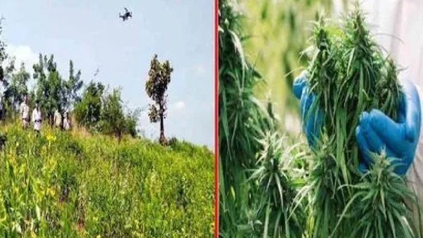 గంజాయి పండిస్తే ఇట్టే తెలిసిపోతుంది.. తెలంగాణ ప్రభుత్వం వినూత్న ప్రయత్నం