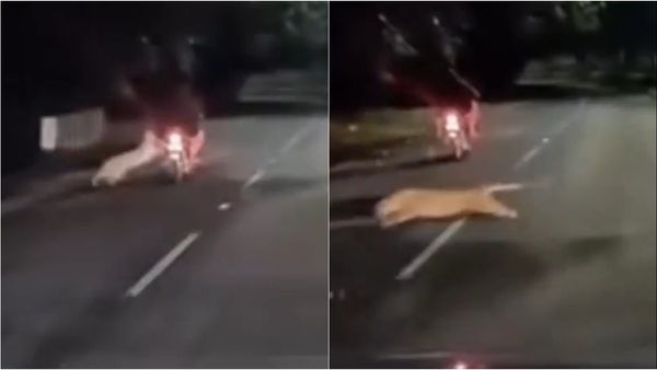 వామ్మో..గుండెలు అద్దిరిపోయుంటాయ్: తిరుపతి-అలిపిరి వద్ద.. డ్యాష్ క్యామ్ లో