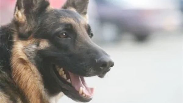 అమెరికాలో కుక్క కాటు.. తెలంగాణ వ్యక్తికి రూ.15 లక్షలు పరిహారం