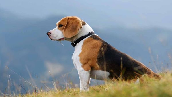 మీ ఇంట్లో కుక్క ఉందా..? అయితే మీకు ఈ అరుదైన వ్యాధి వచ్చినట్లే..!