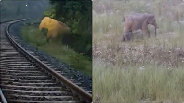 పట్టాల పక్కనే ఏనుగు ప్రసవం- అప్పుడే ఊహకు అందని ఘటన