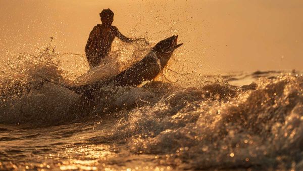 మత్స్యకారుడిని లాక్కెళ్ళిన చేప.. ఏం జరిగిందంటే!