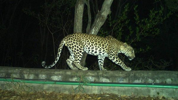 మరోసారి చిరుత కలకలం - భయంతో భక్తులు పరుగులు, టీటీడీ కీలక సూచన..!!