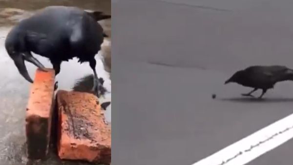 ఈ కాకి చేసిన పనికి వారెవ్వా అనాల్సిందే.. వీడియో వైరల్ !