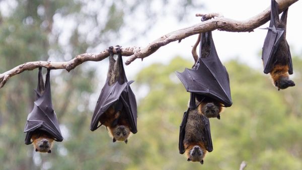 ఇదేం దిక్కుమాలిన పని.. గబ్బిలాలతో చిల్లీ చికెన్ !