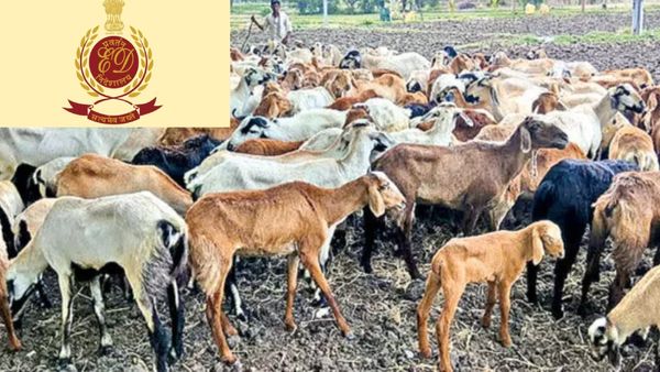 గొర్రెల స్కాం కేసులో ఈడీ దూకుడు.. హైదరాబాద్‌లో 10 చోట్ల దాడులు