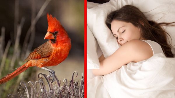 కలలోకి ఈ పక్షి వస్తే కోటీశ్వరులే..!